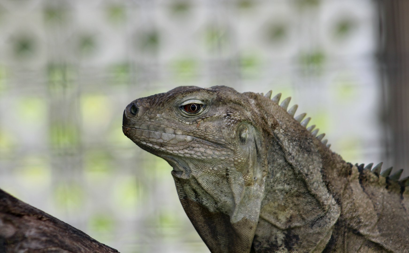 Ricord's Ground Iguana (Cyclura ricordii) - female