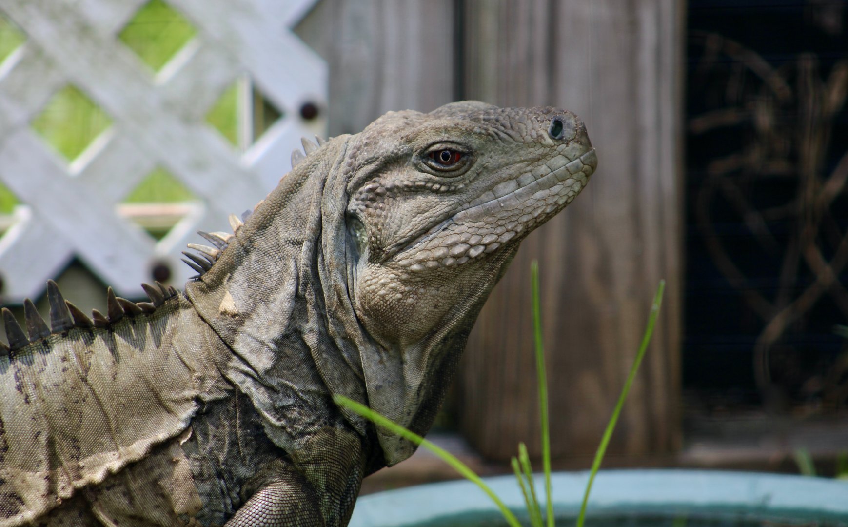 Ricord's Ground Iguana (Cyclura ricordii) - male