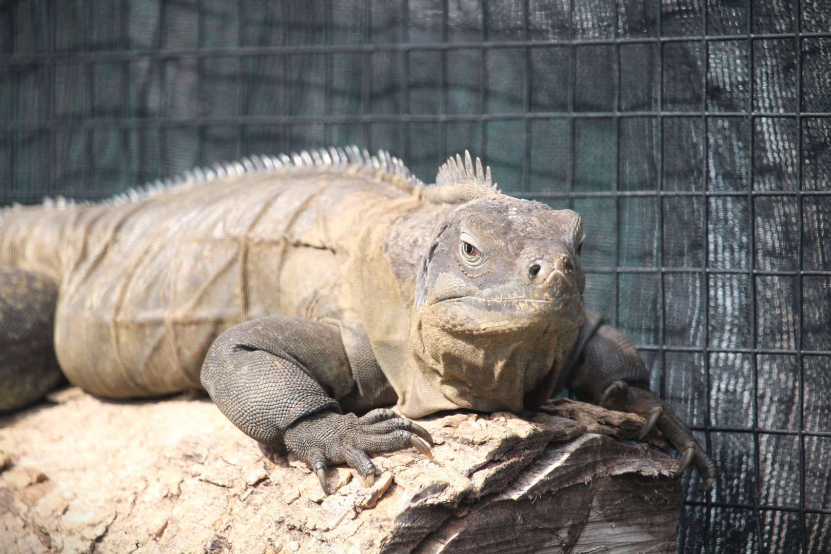 Ricord's Rock Iguana
