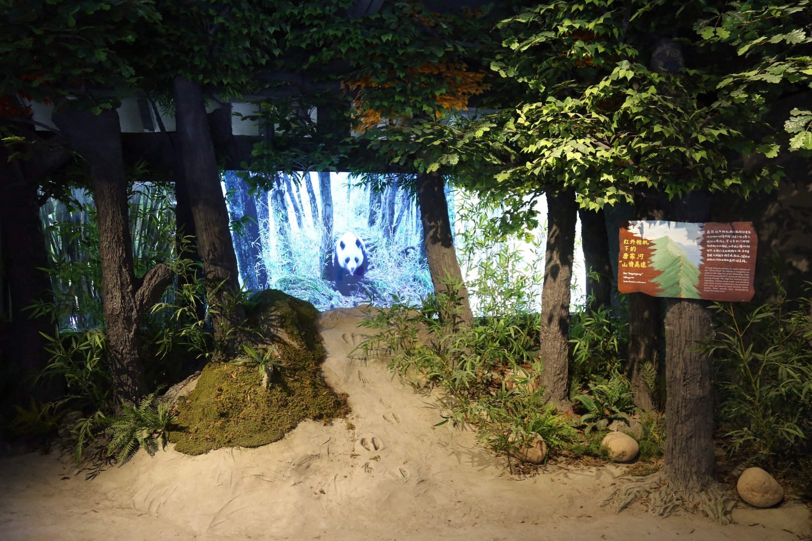 “Ridge Highway” in Tangjiahe under Camera Trap