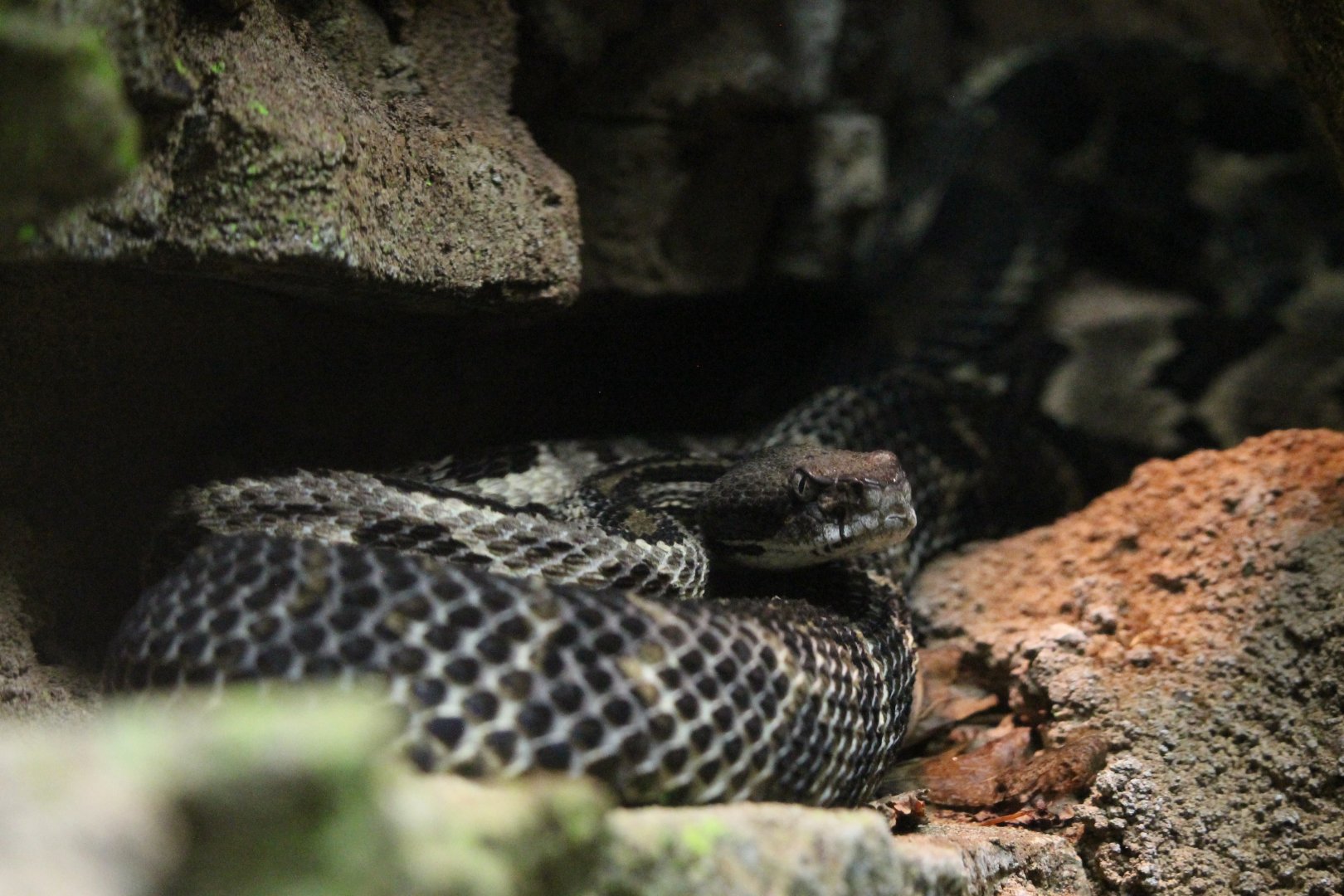 Ridge-nosed Rattlesnake (Crotalus willardi)
