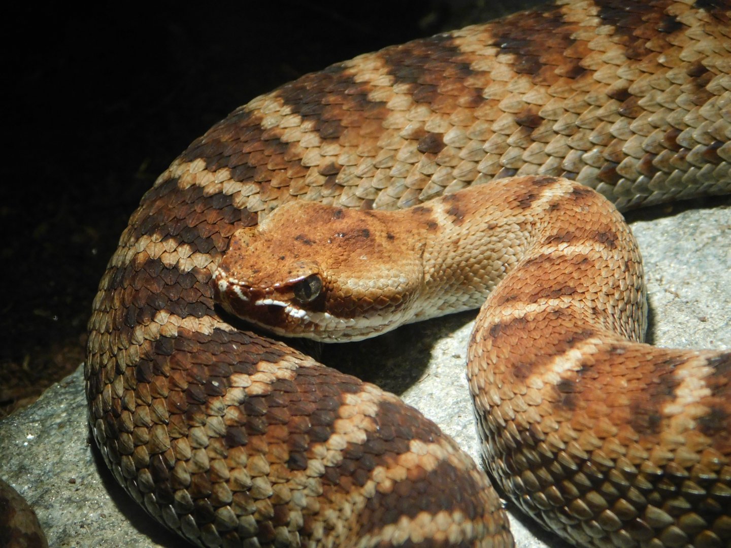 Ridge-Nosed Rattlesnake