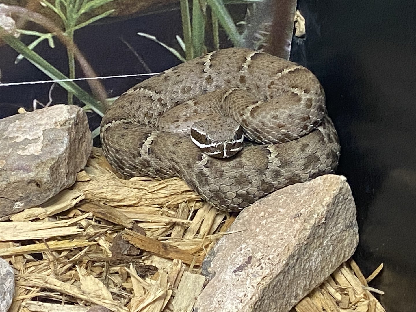 Ridge-nosed Rattlesnake