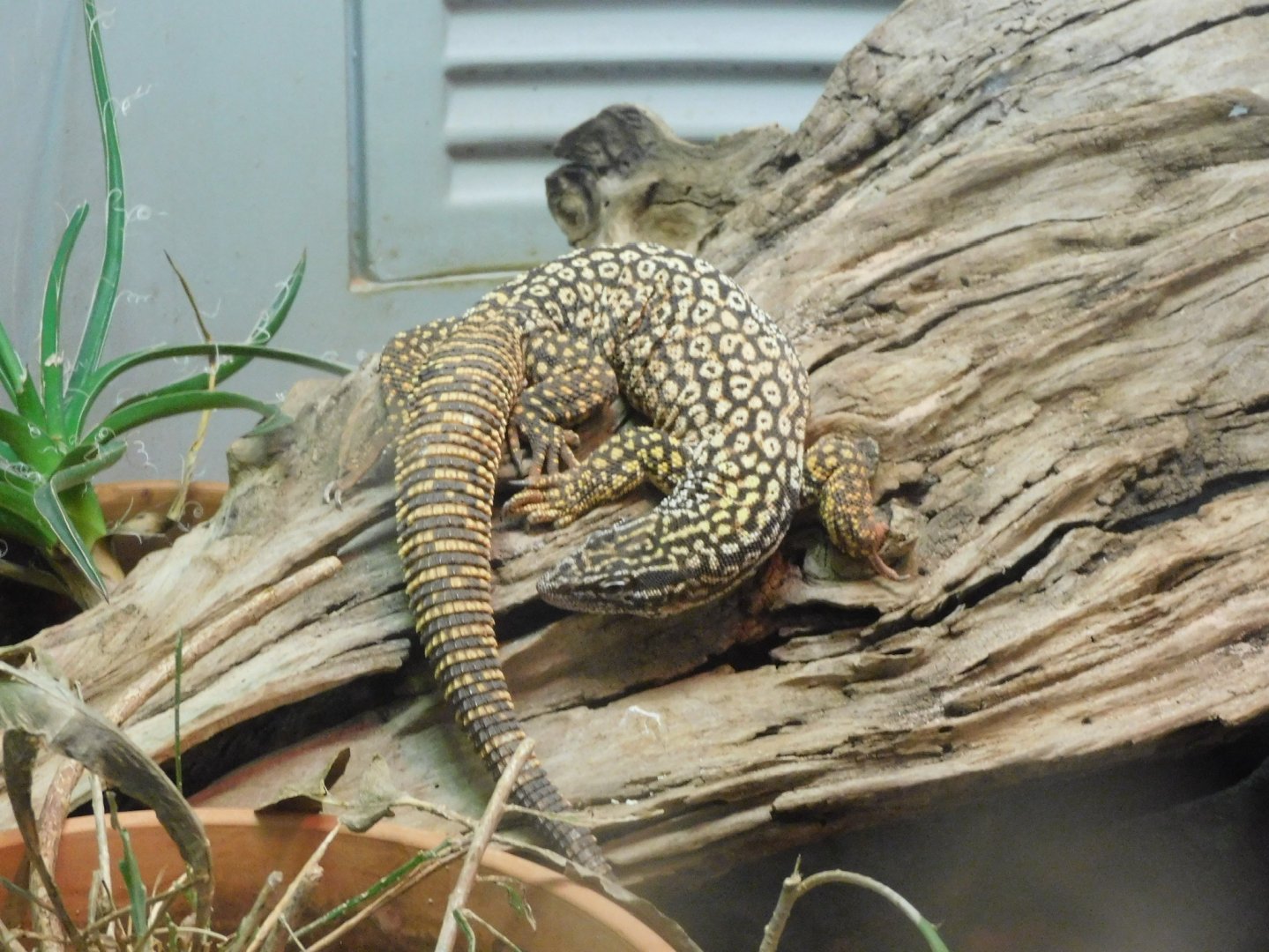 Ridge tail monitor