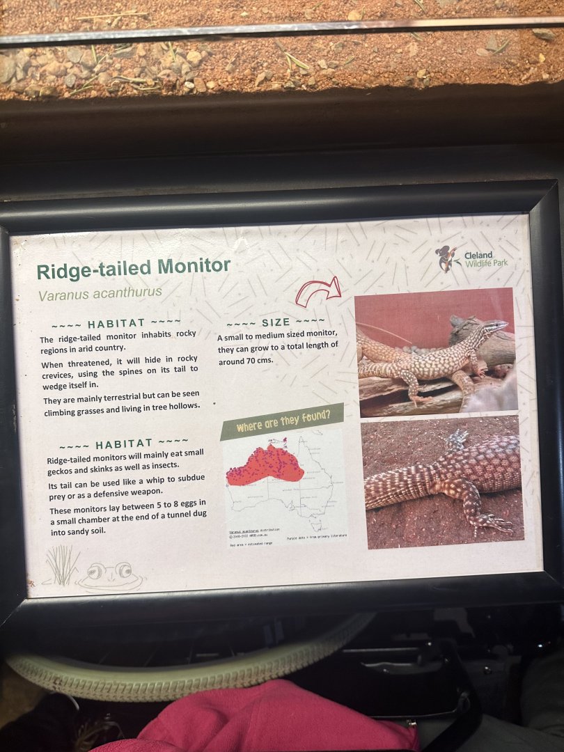 Ridge-Tailed Monitor Sign