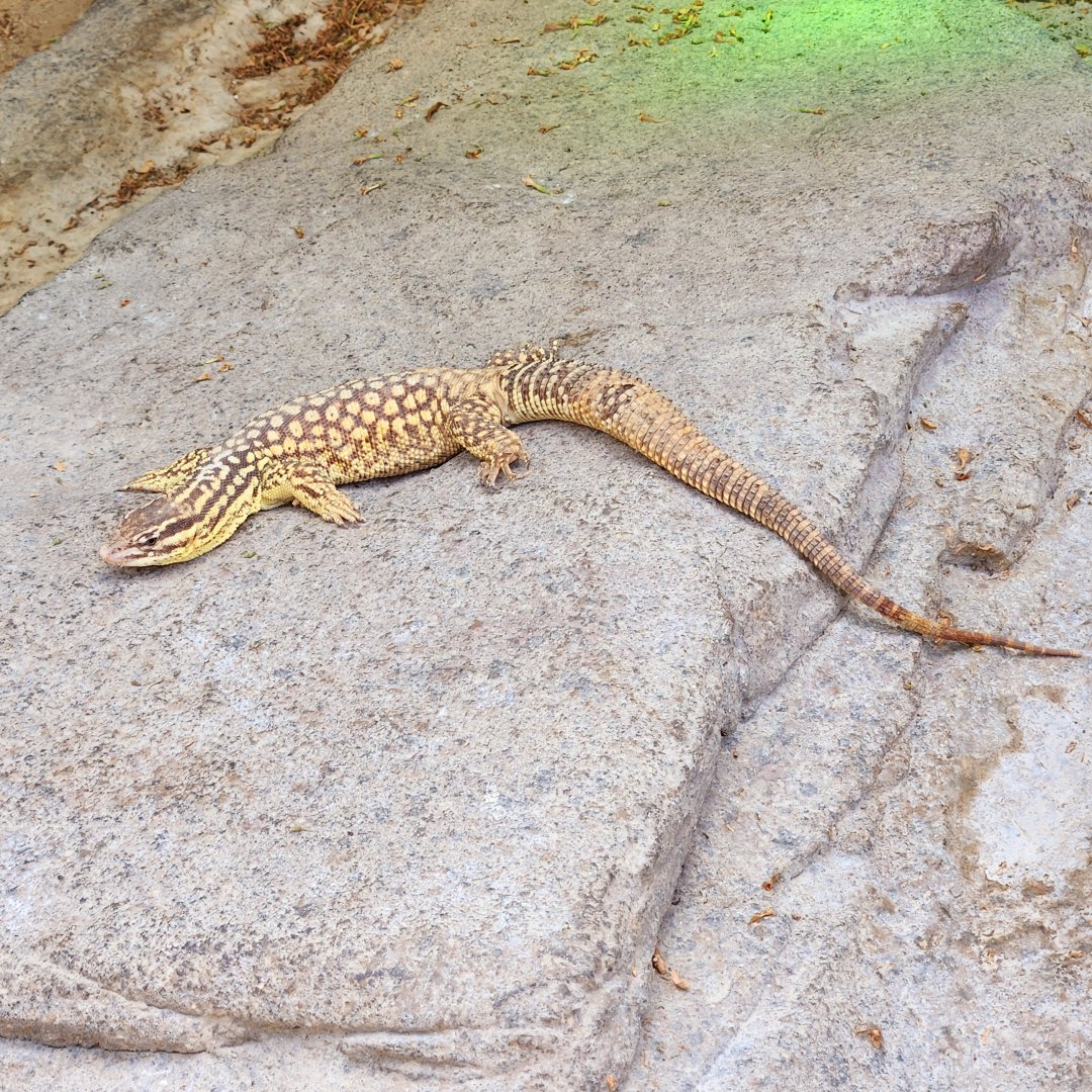 Ridge-Tailed Monitor (Varanus acanthurus)
