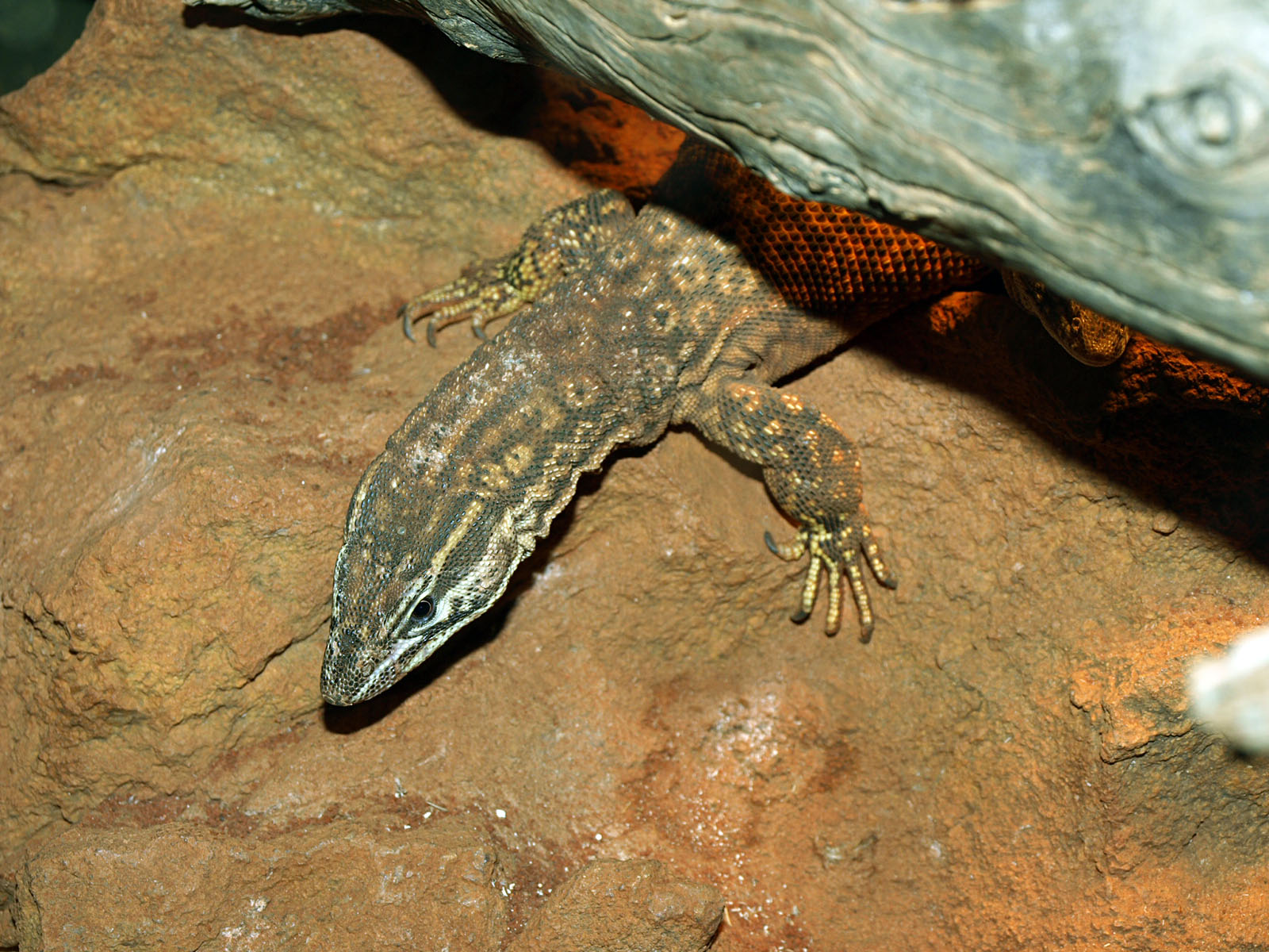 Ridge-tailed/Spiny-tailed Monitor