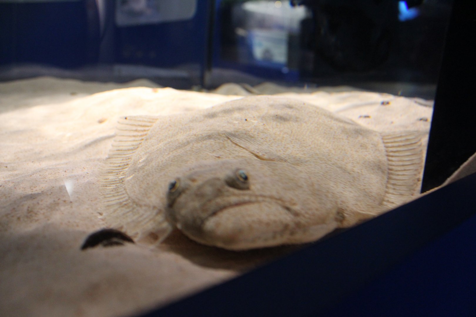 Ridged-eye flounder