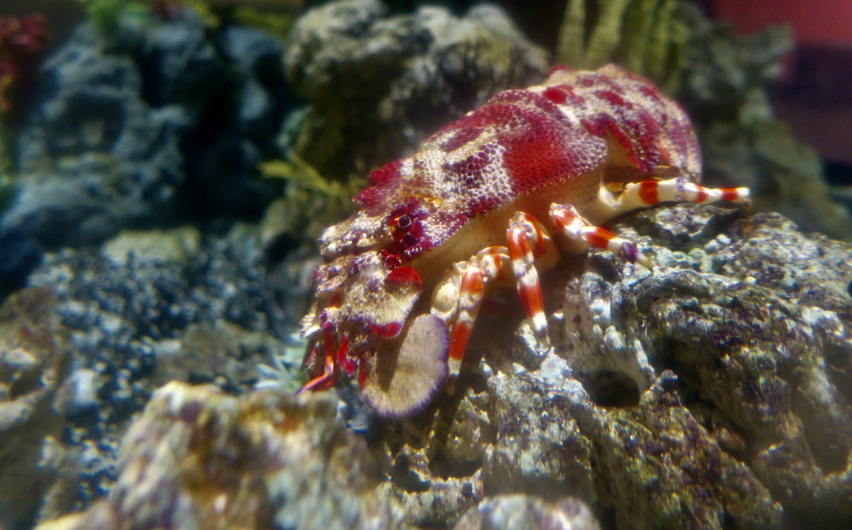 Ridged Slipper Lobster (Scyllarides nodifer)