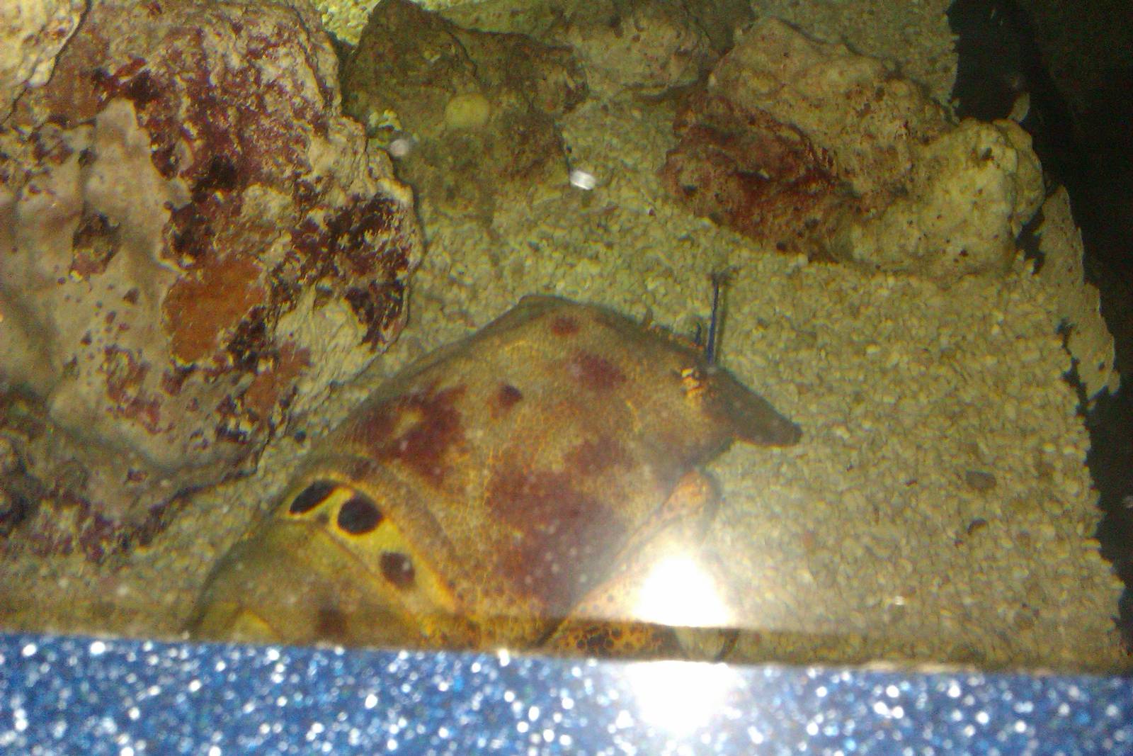 ridged Slipper Lobster