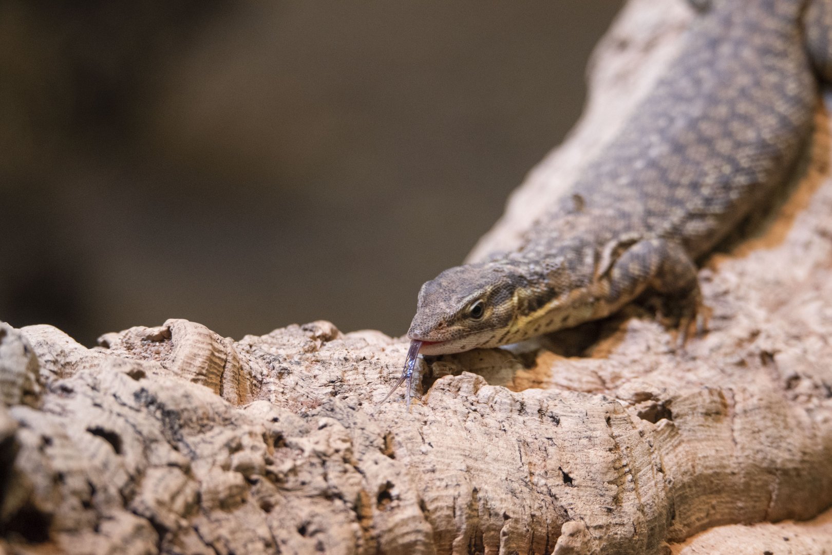 Ridgetail monitor (Varanus acanthurus)