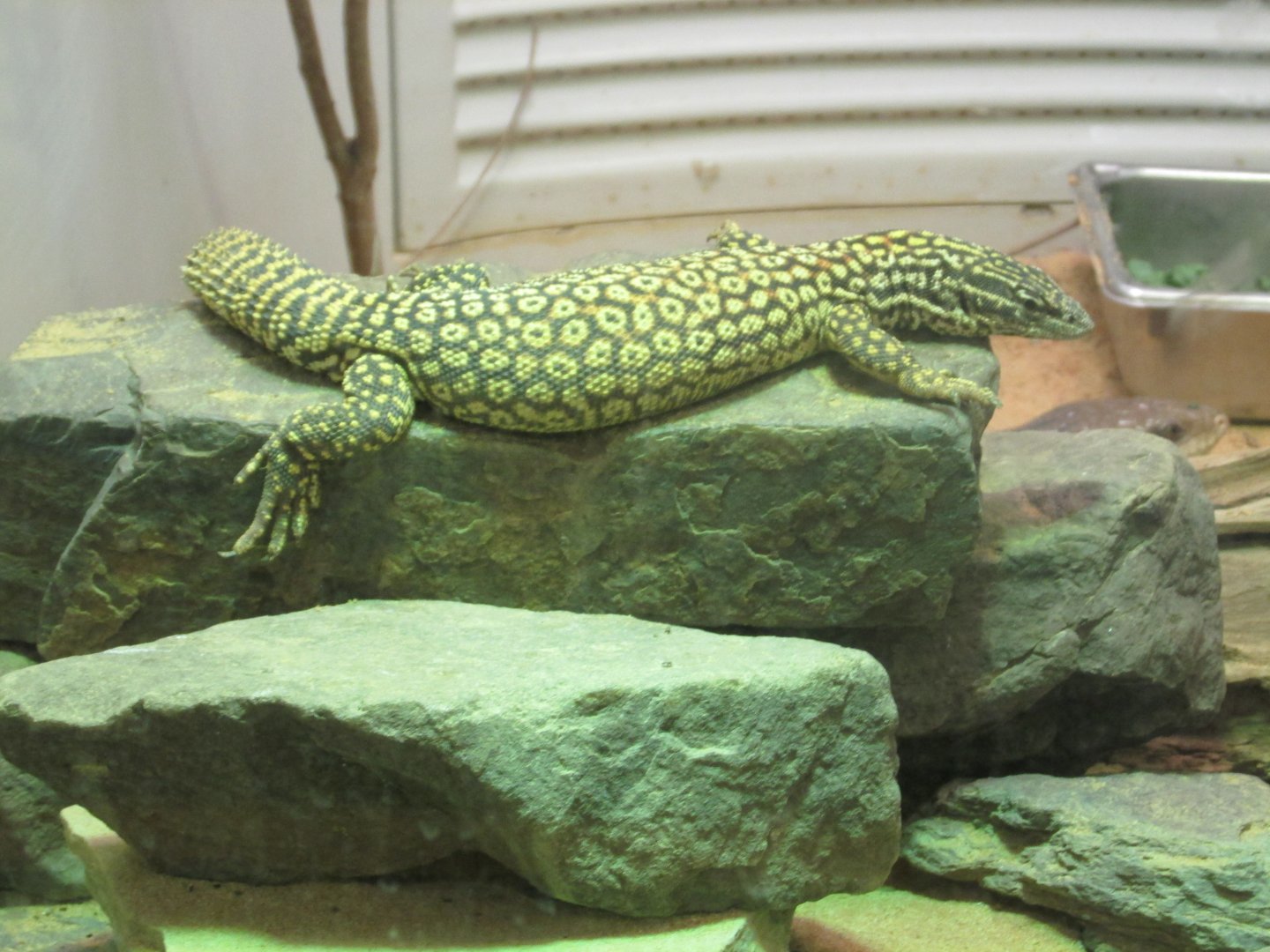 ridgetail monitor
