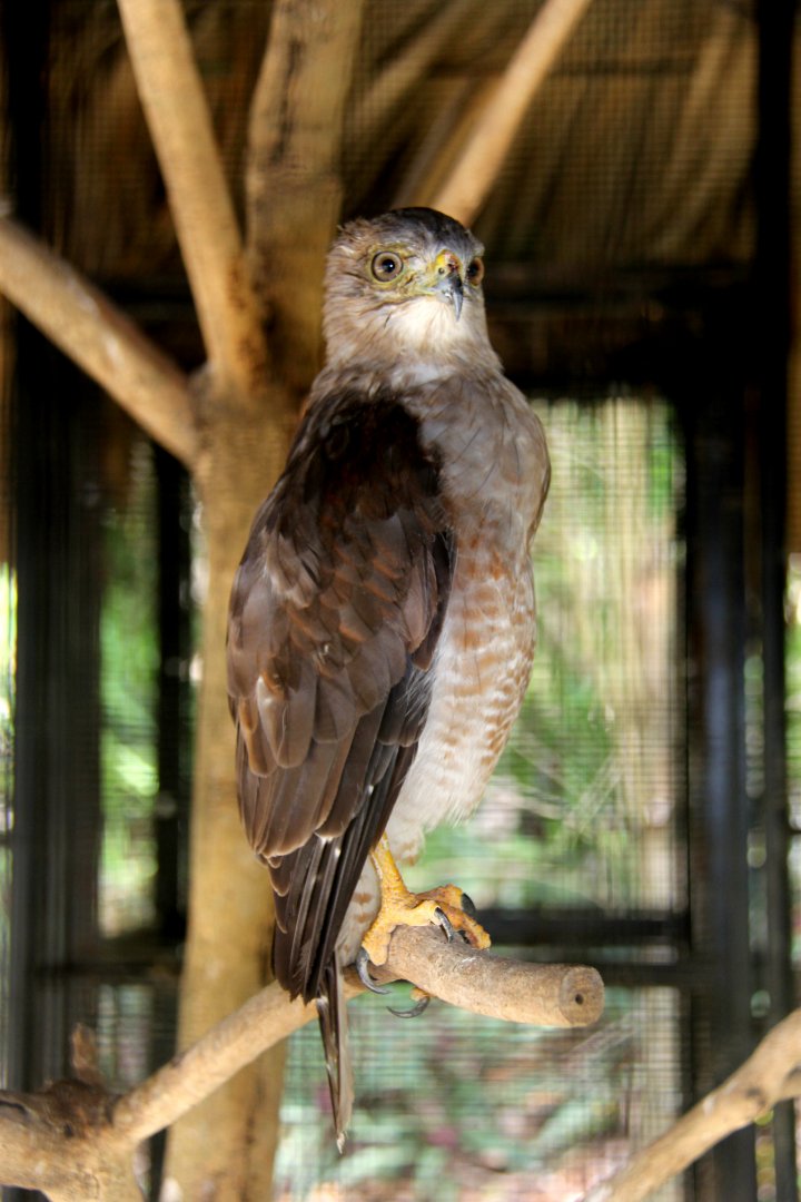 Ridgway's hawk (Buteo ridgwayi)