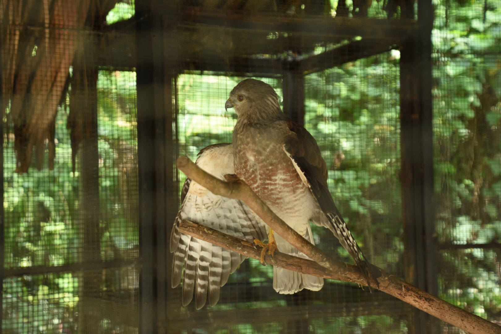 Ridgway's hawk (Buteo ridgwayi)