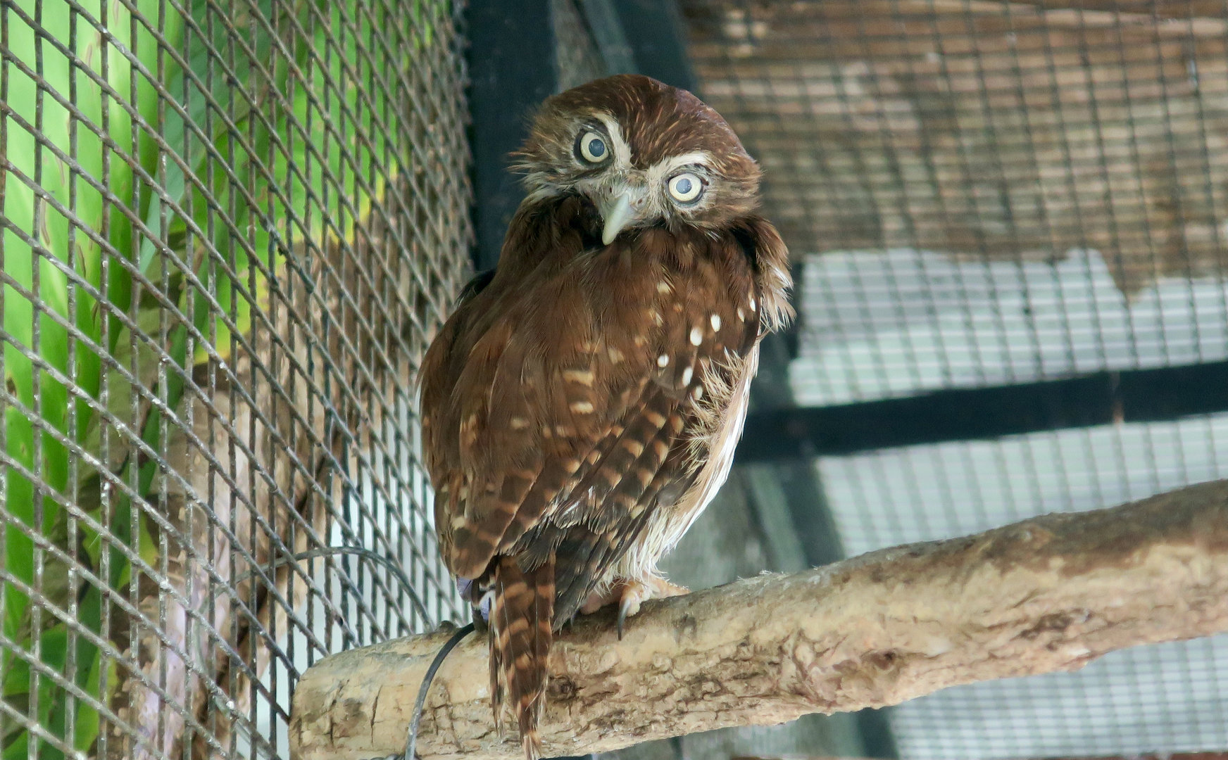 Ridgway's Pygmy-Owl (Glaucidium brasilianum ridgwayi)
