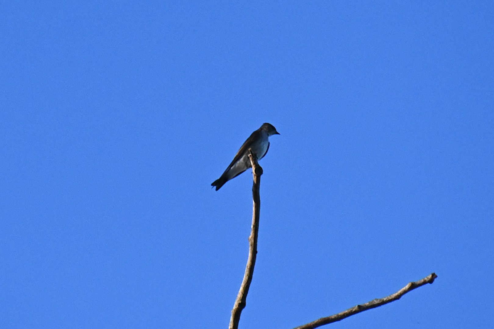 Ridgway's rough-winged swallow (Stelgidopteryx serripennis ridgwayi)