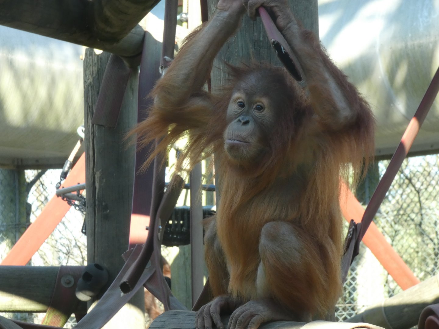 Rieke, Sumatran Orang-utan