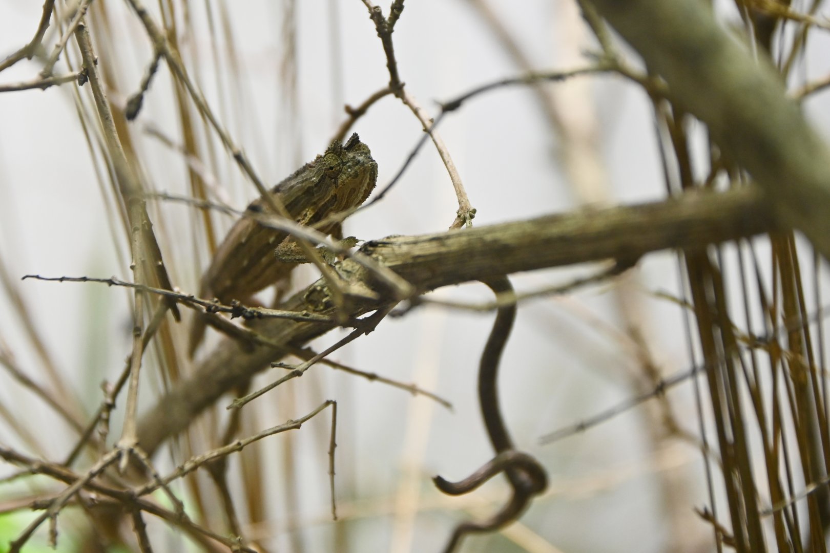 Rieppeleon kerstenii