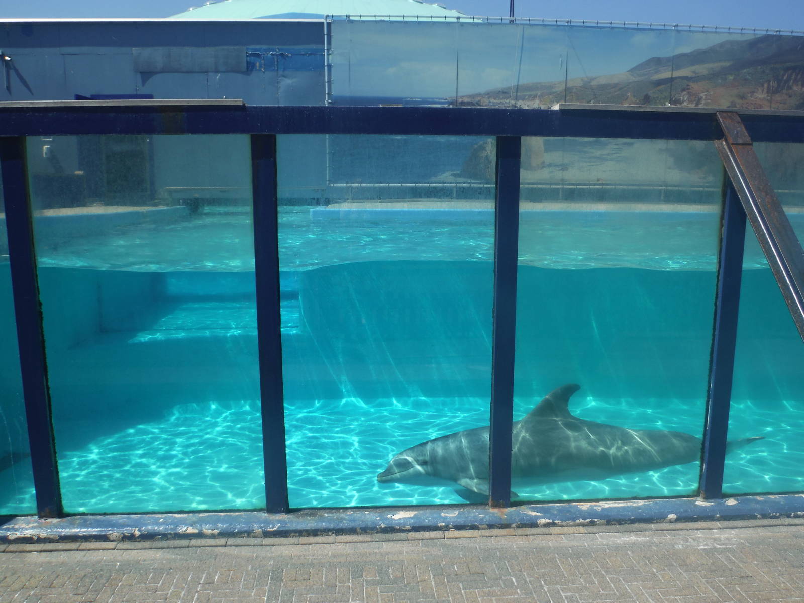 Rif swimming in Morgan's Old Pool
