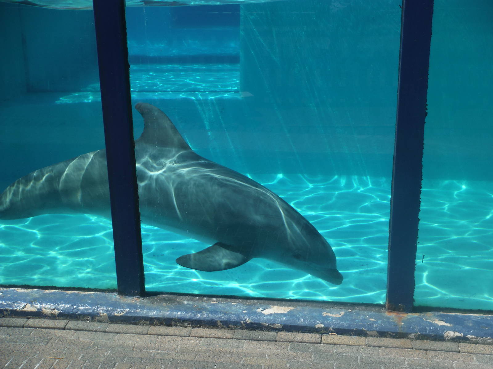 Rif swimming in Morgan's old pool.