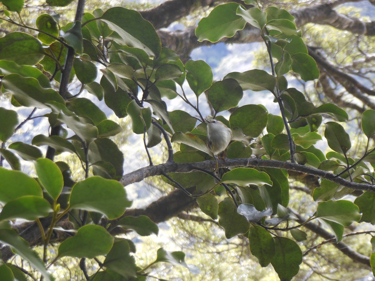 Rifleman (Acanthisitta chloris chloris)