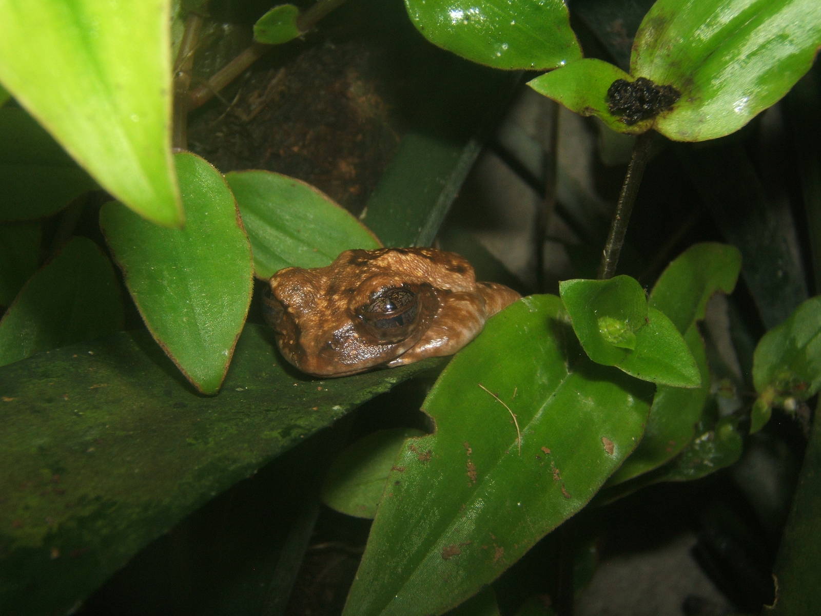 Rig-eyed Tree Frog (Leptopelis vermiculatus)