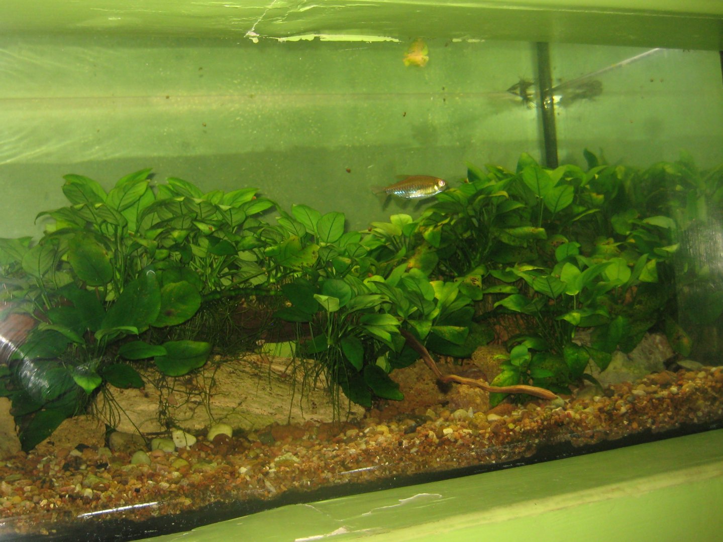 Riga Zoo - Aquarium - African tank