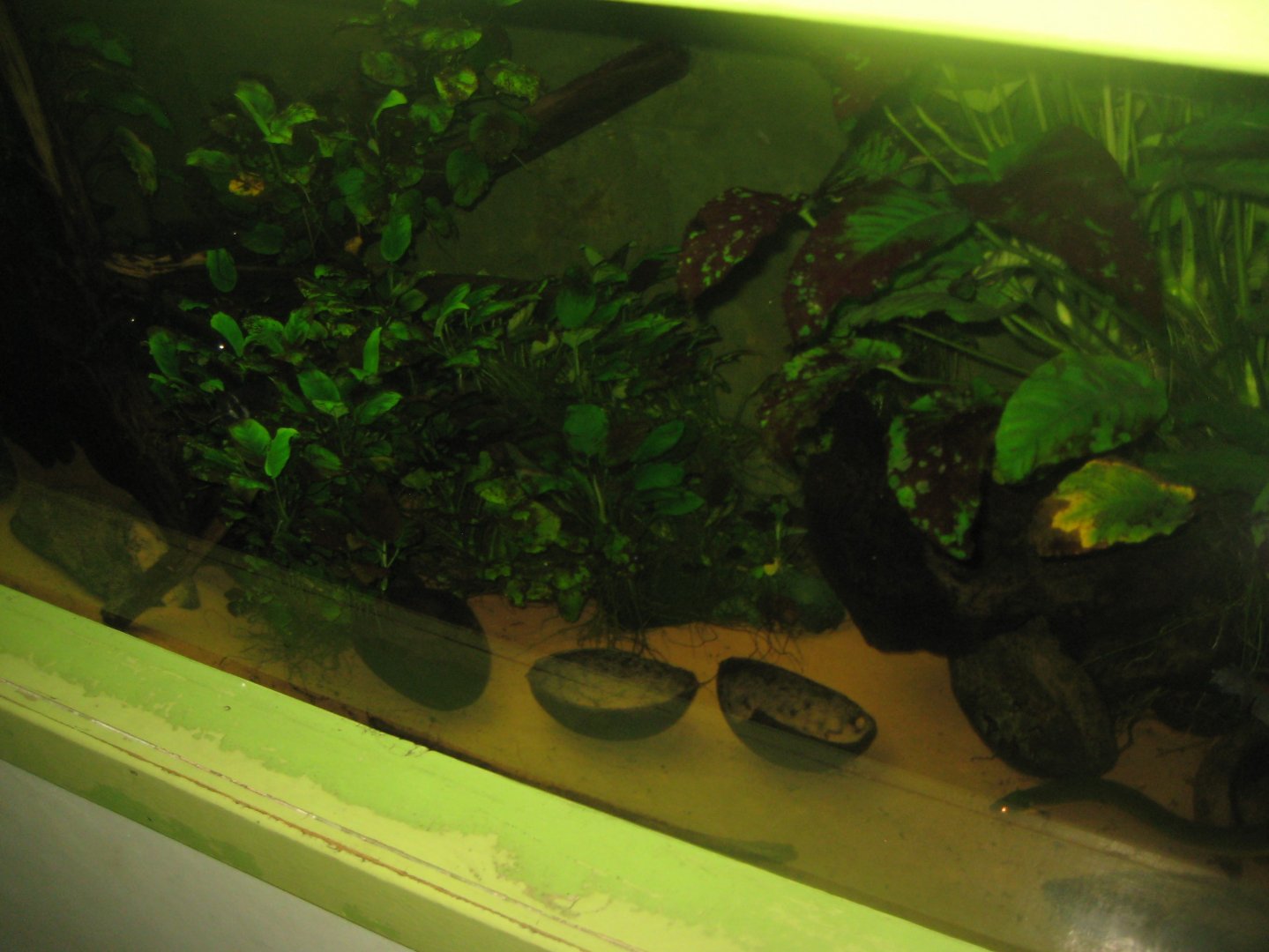 Riga Zoo - Aquarium - African tank