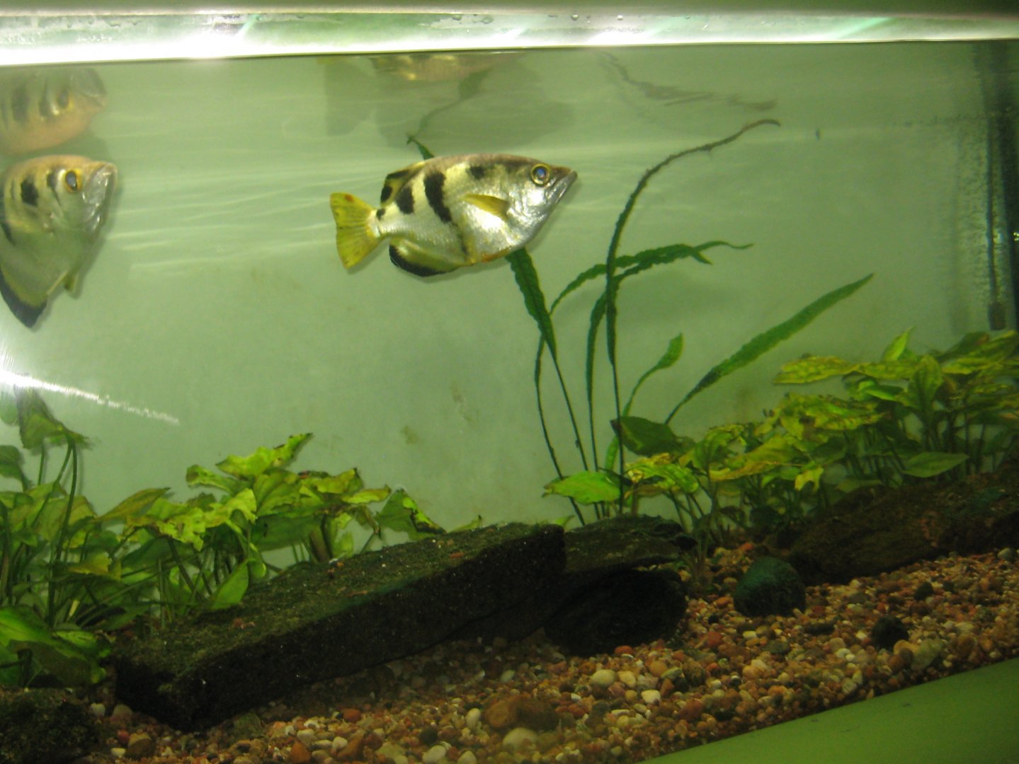 Riga Zoo - Aquarium - Archerfish tank