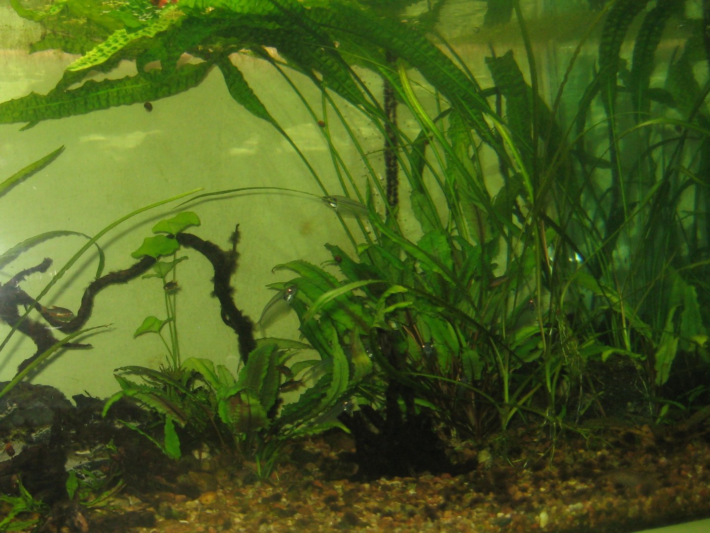 Riga Zoo - Aquarium - Asian tank