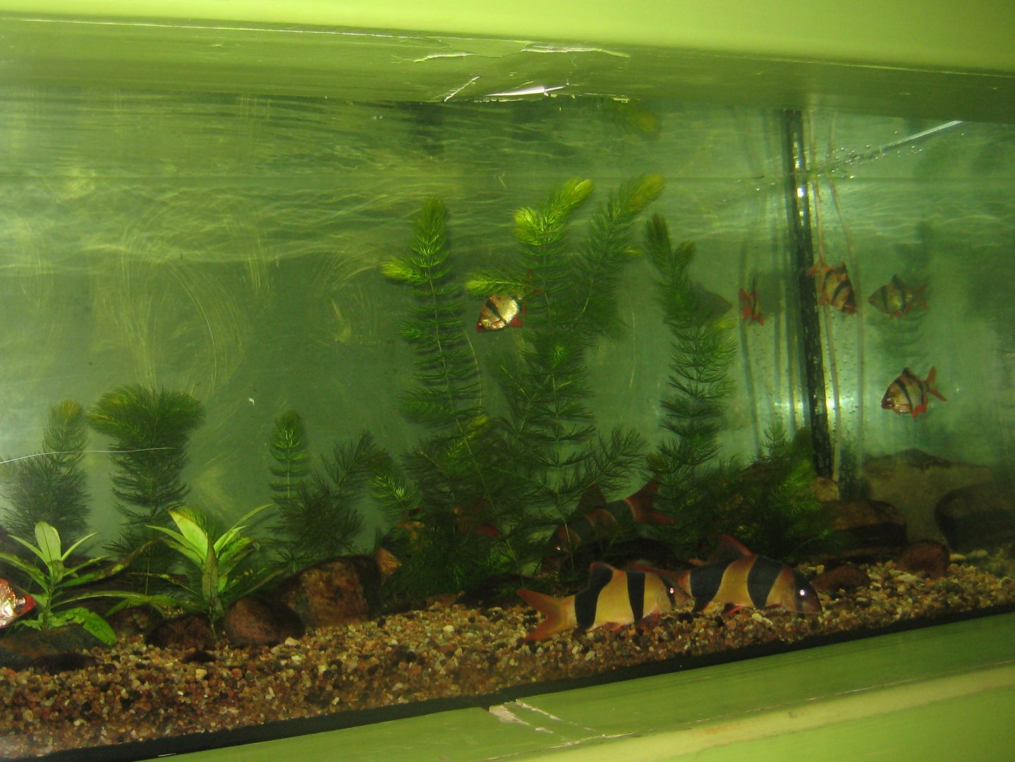 Riga Zoo - Aquarium - Asian tank