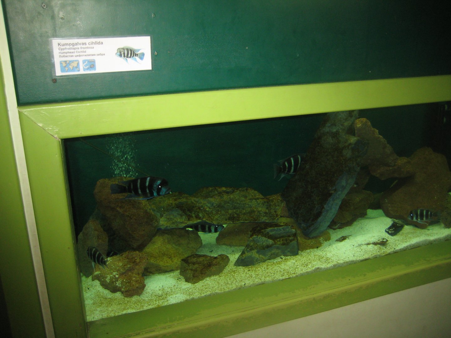 Riga Zoo - Aquarium - Cichlid tank
