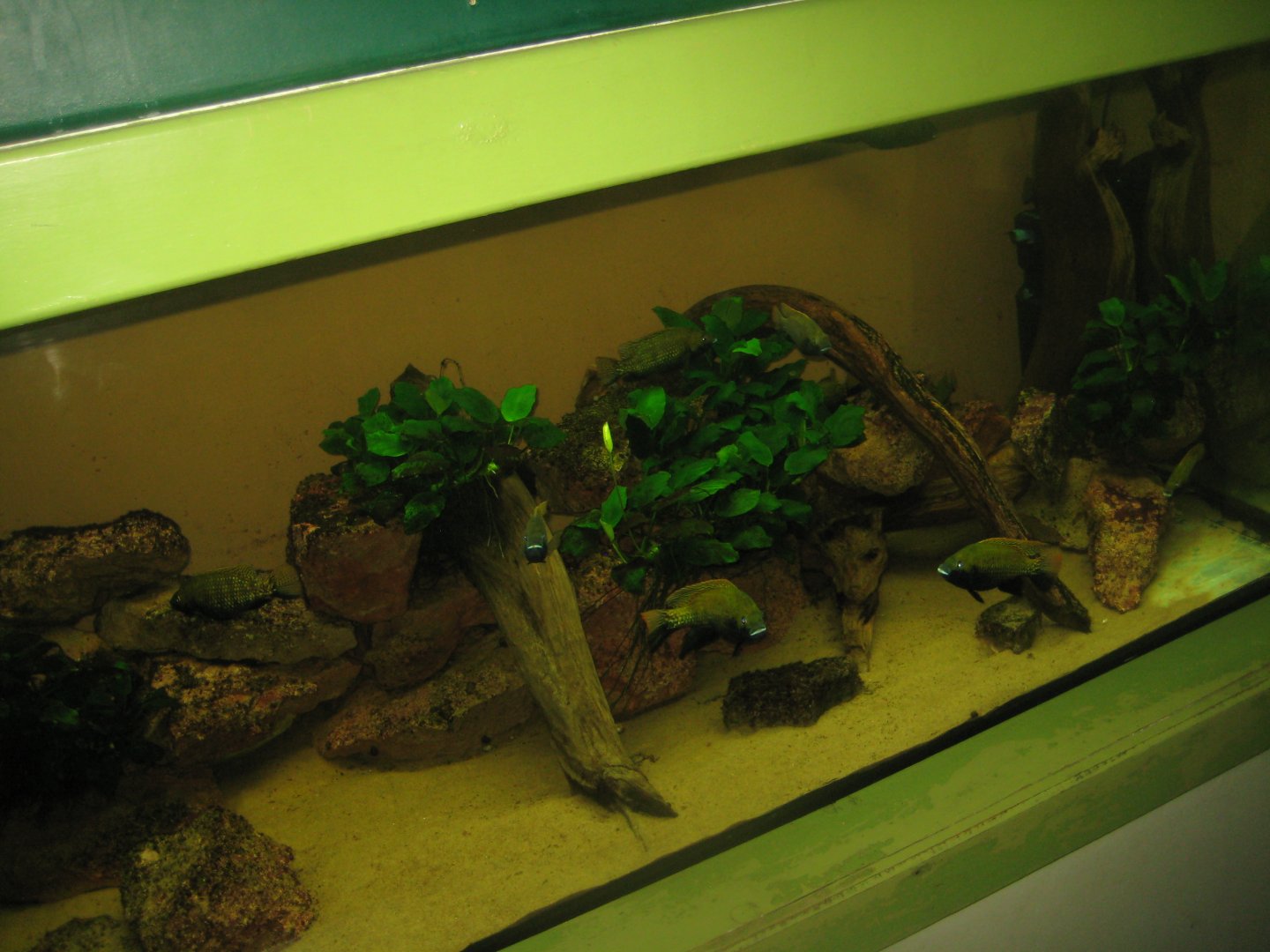 Riga Zoo - Aquarium - Cichlid tank