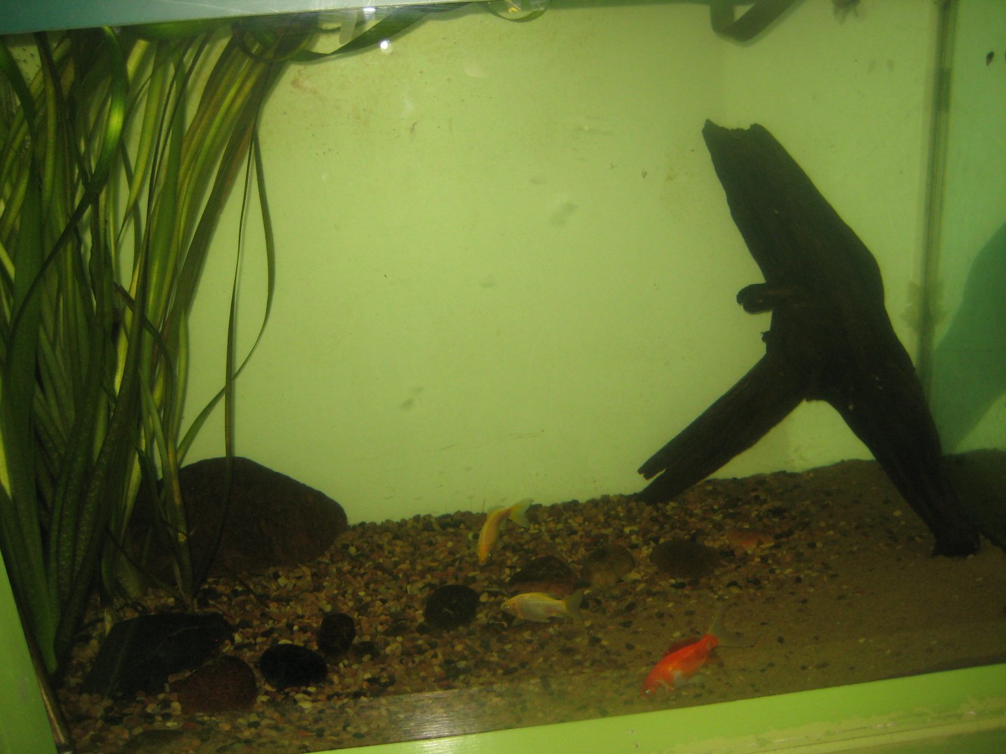 Riga Zoo - Aquarium - Goldfish tank