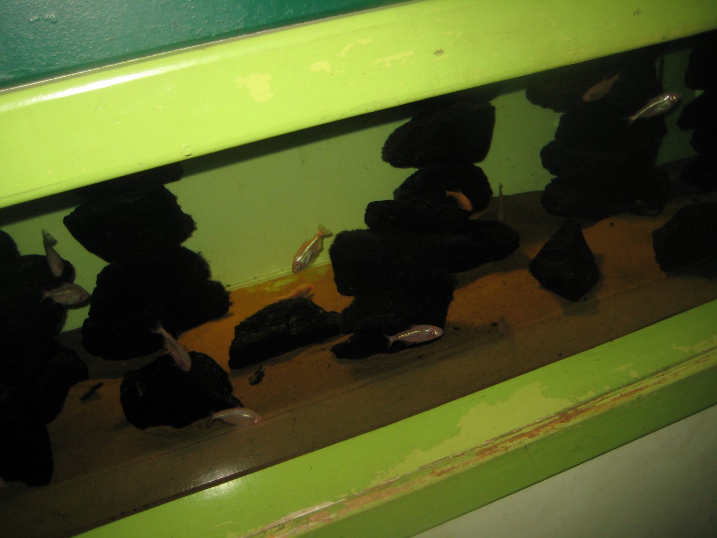 Riga Zoo - Aquarium - Mexican tetra tank