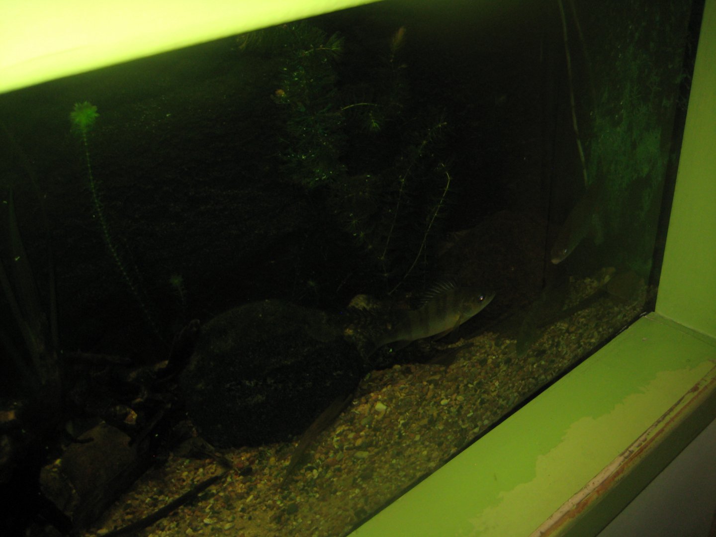 Riga Zoo - Aquarium - Native species tank #1