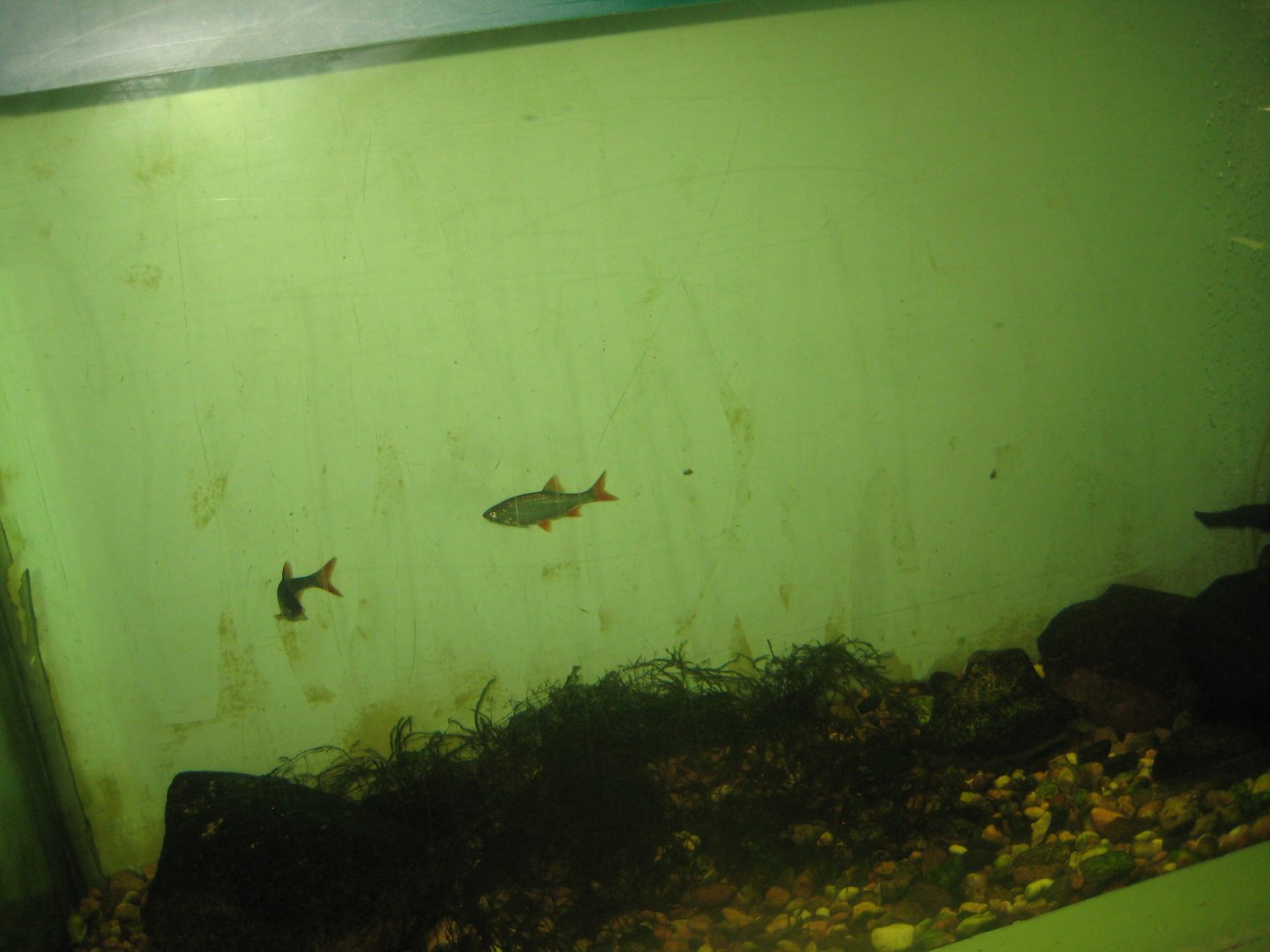 Riga Zoo - Aquarium - Native species tank #2