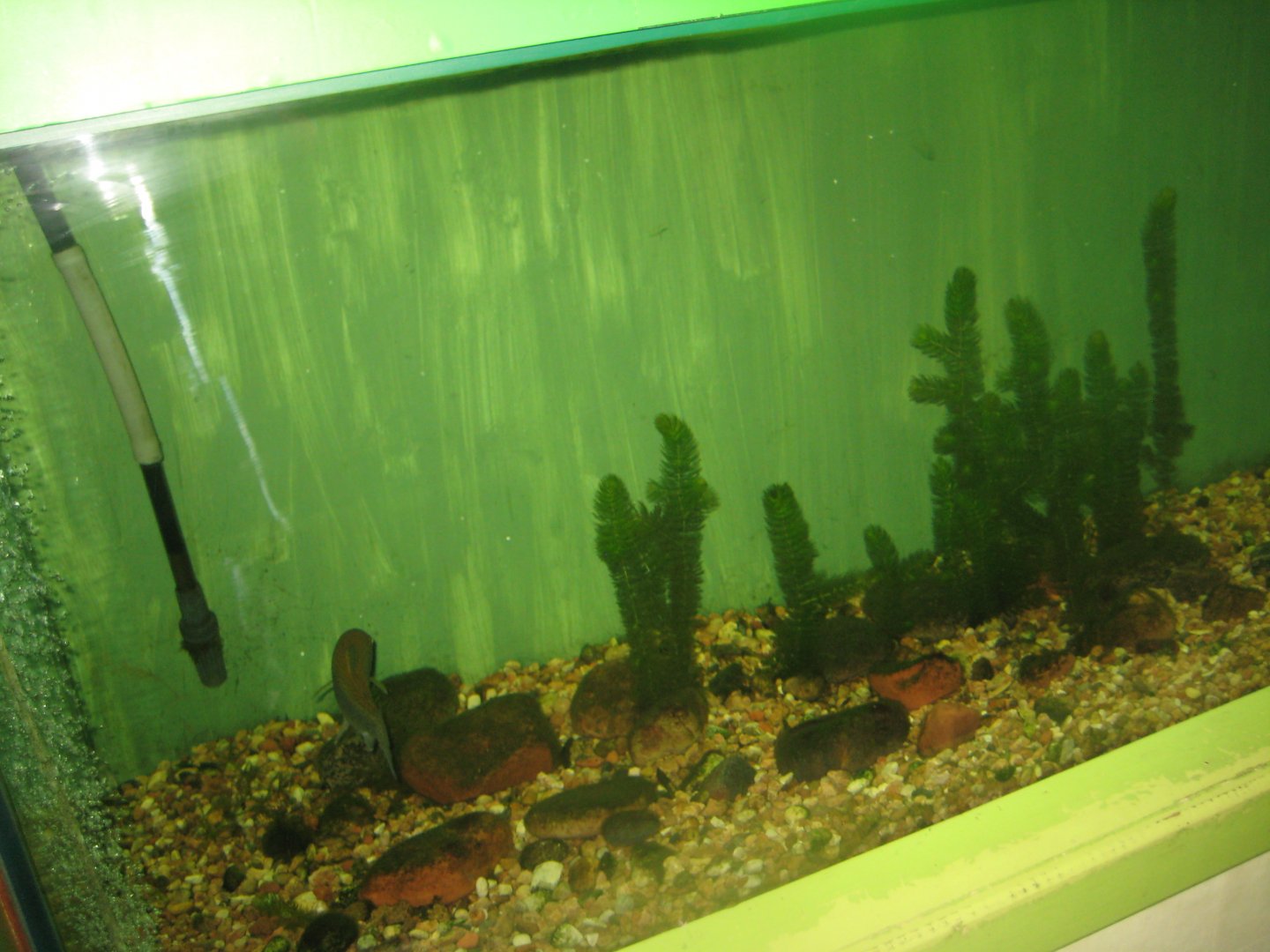 Riga Zoo - Aquarium - Native species tank #3