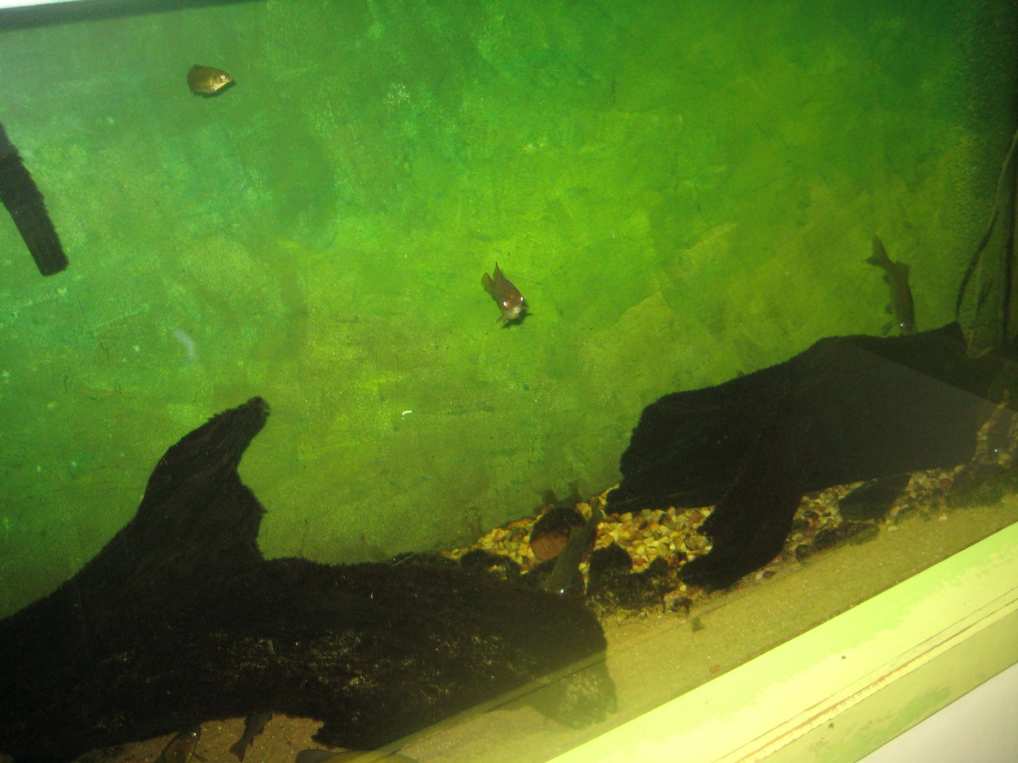 Riga Zoo - Aquarium - Native species tank #4