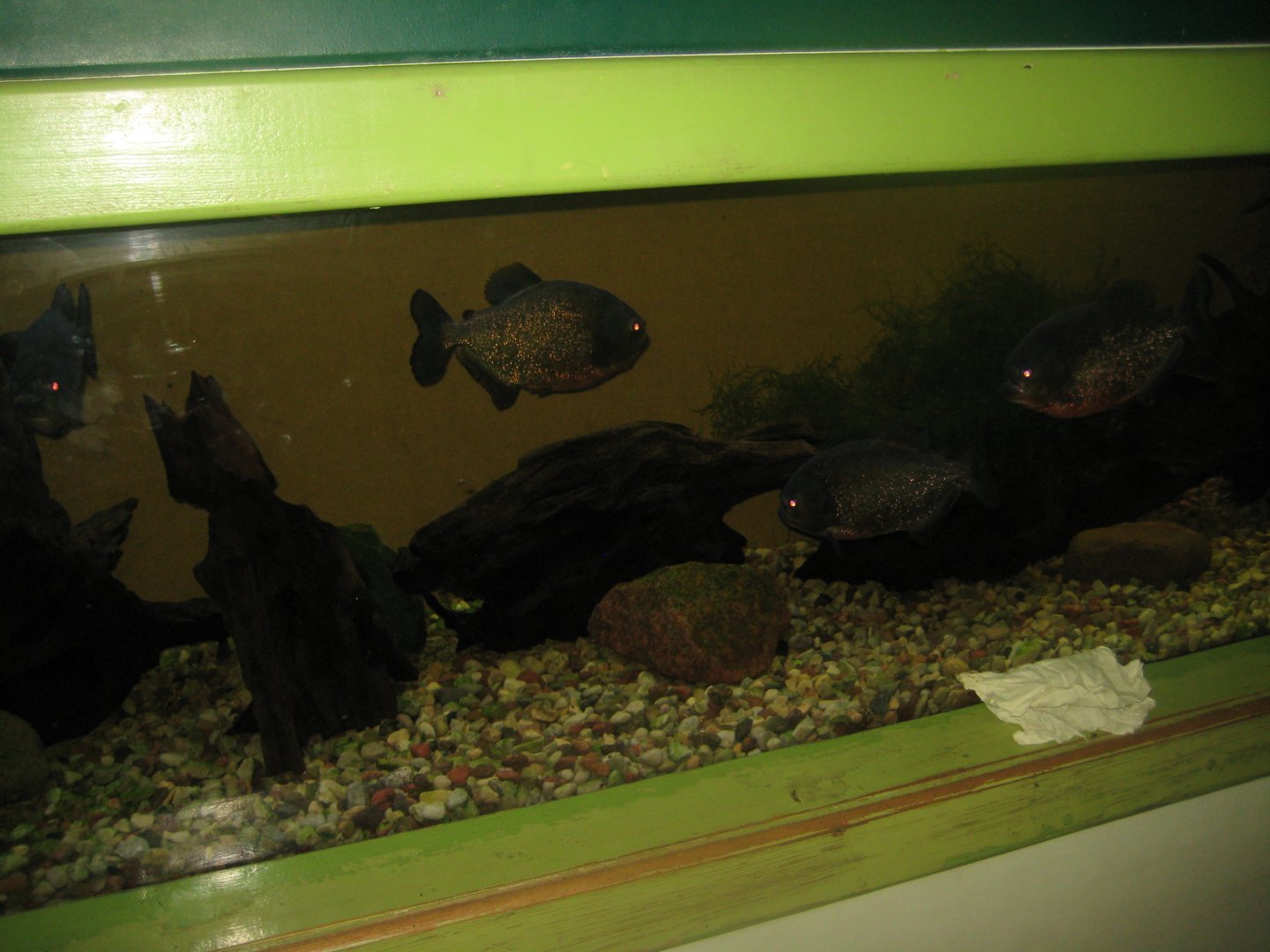 Riga Zoo - Aquarium - Piranha tank