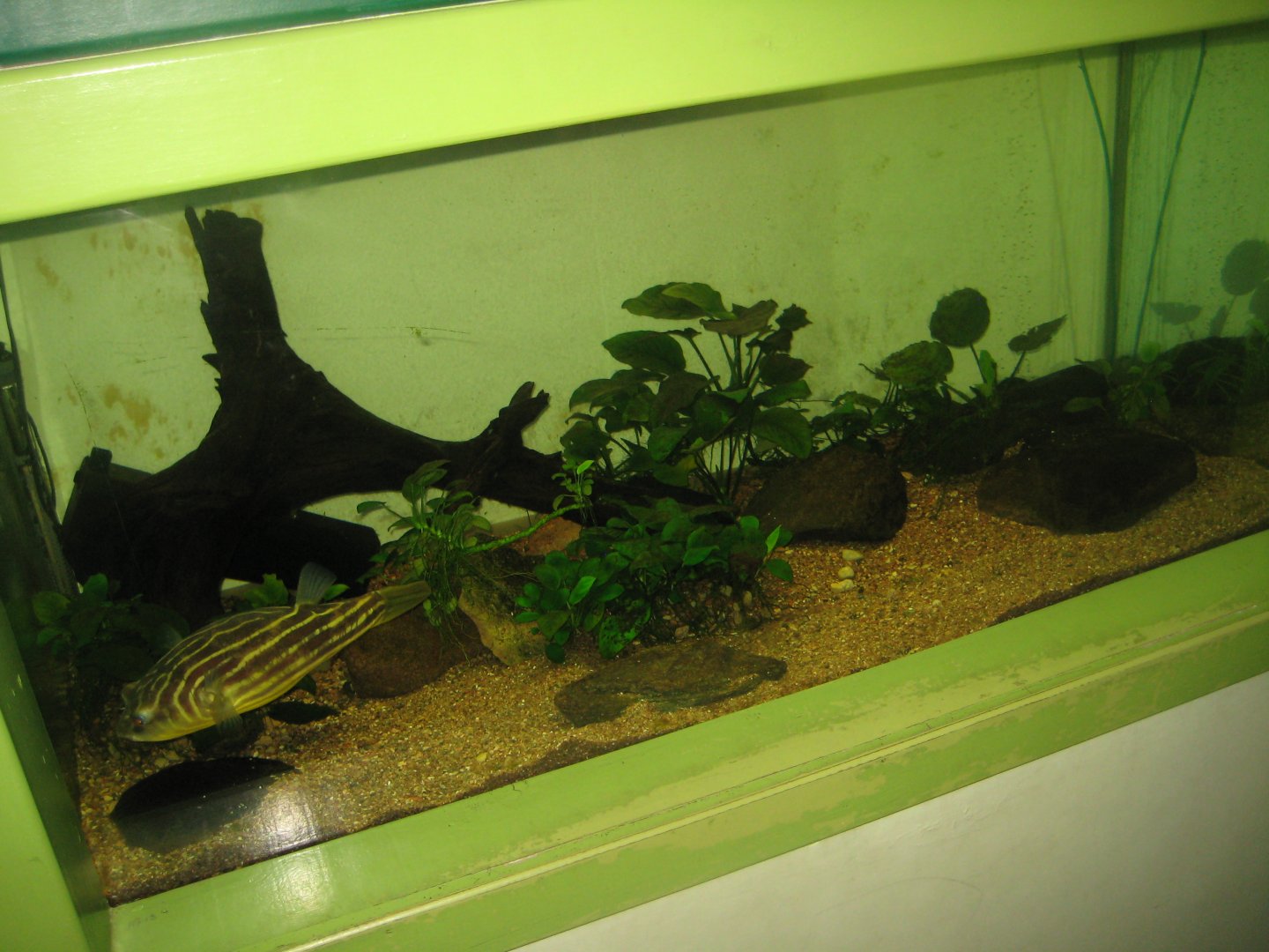 Riga Zoo - Aquarium - Pufferfish tank