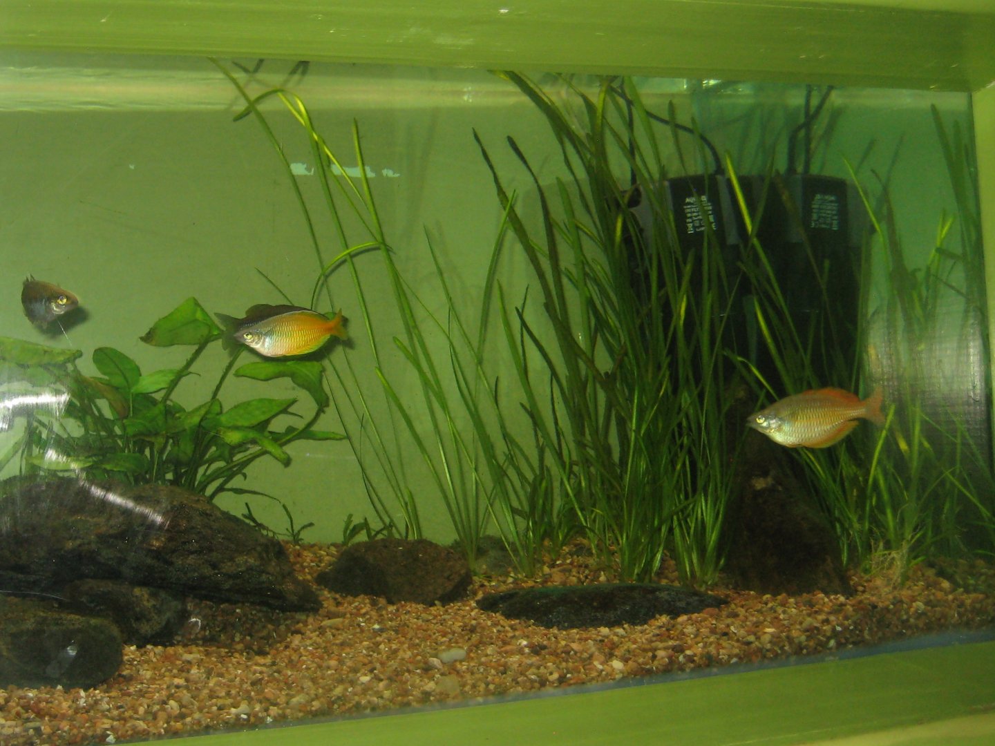 Riga Zoo - Aquarium - Rainbowfish tank