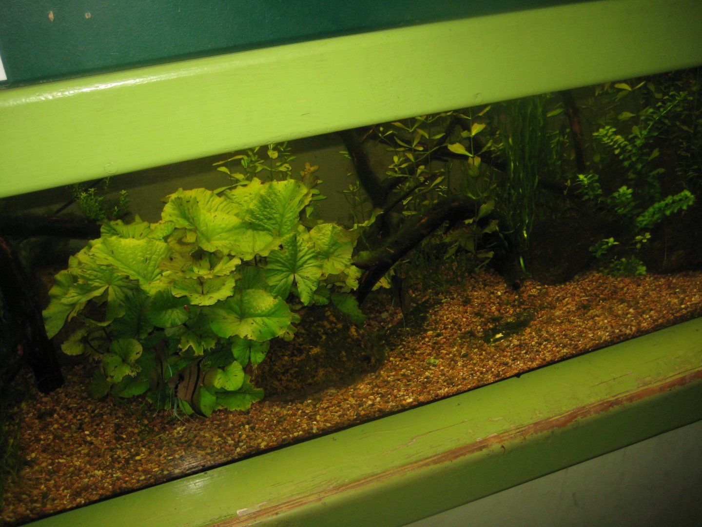 Riga Zoo - Aquarium - Scalare tank