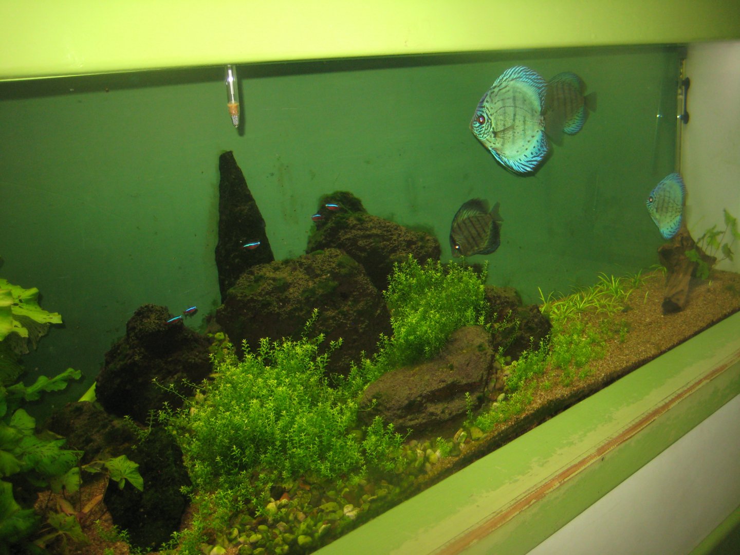 Riga Zoo - Aquarium - South American tank