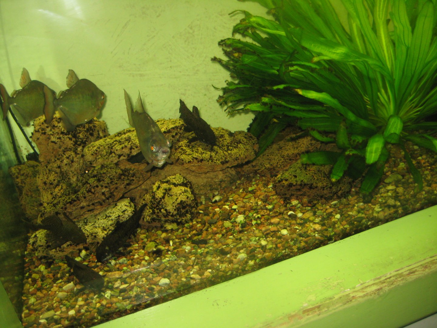 Riga Zoo - Aquarium - South American tank