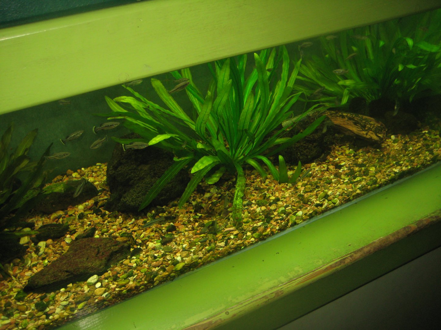 Riga Zoo - Aquarium - Splitfin tank