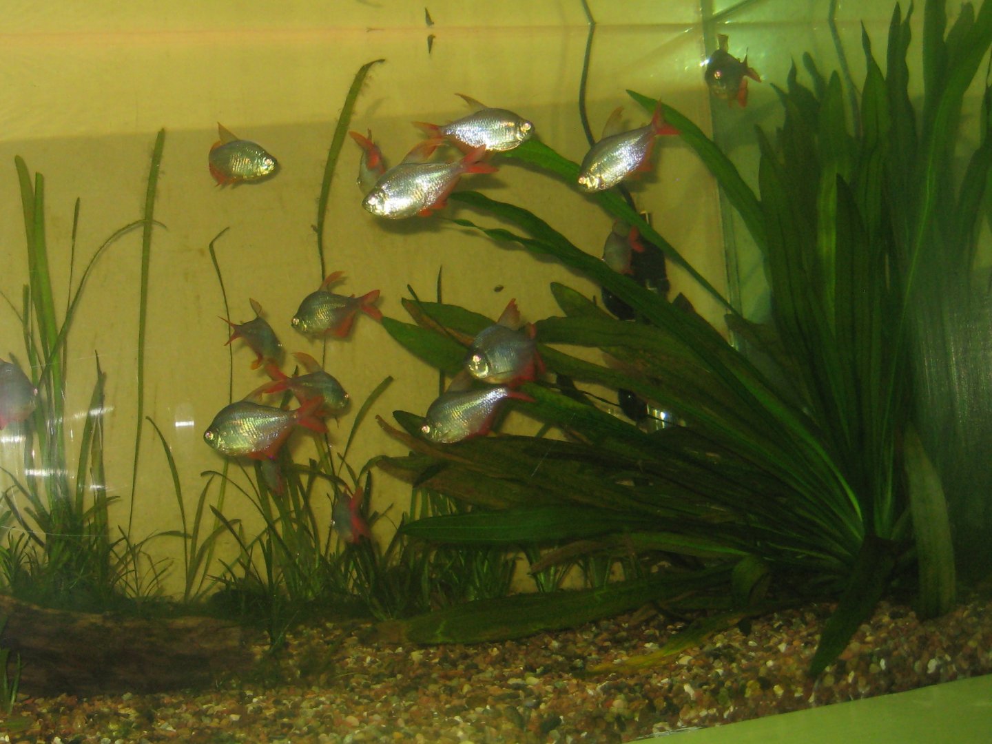 Riga Zoo - Aquarium - Tetra tank (ID?)