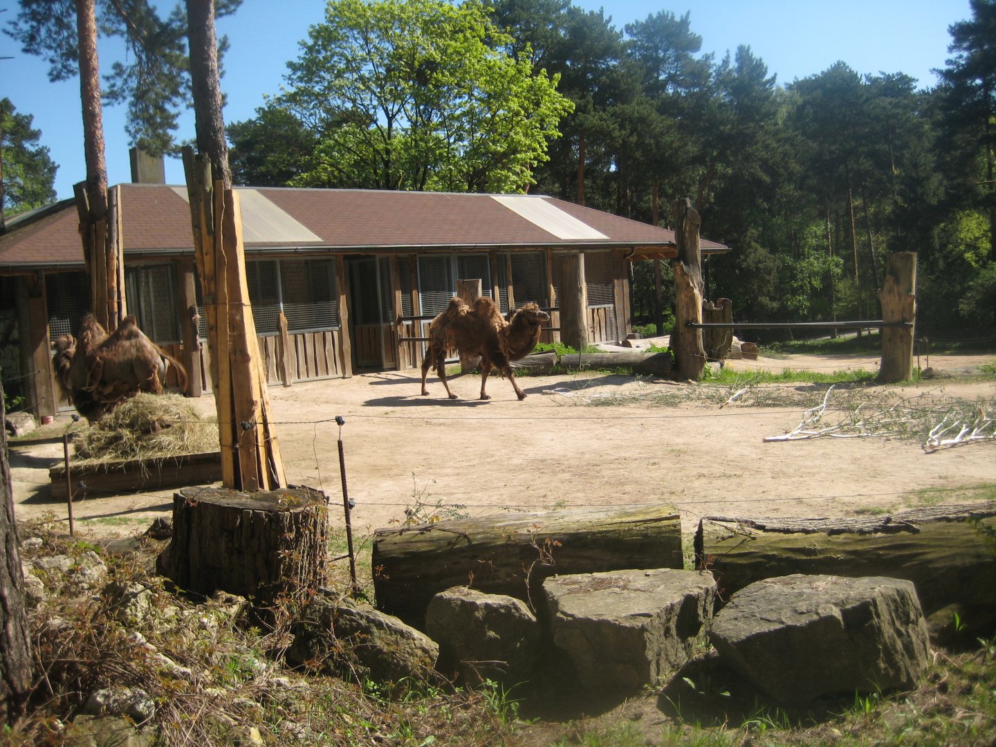 Riga Zoo - Camel exhibit