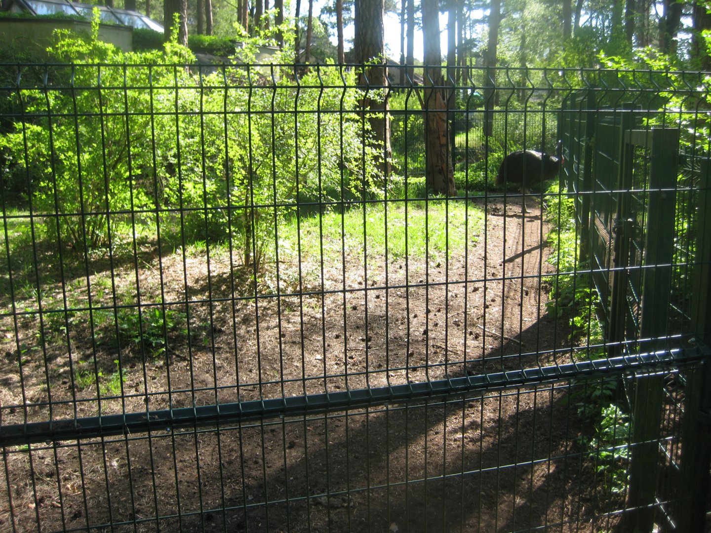 Riga Zoo - Cassowary exhibit