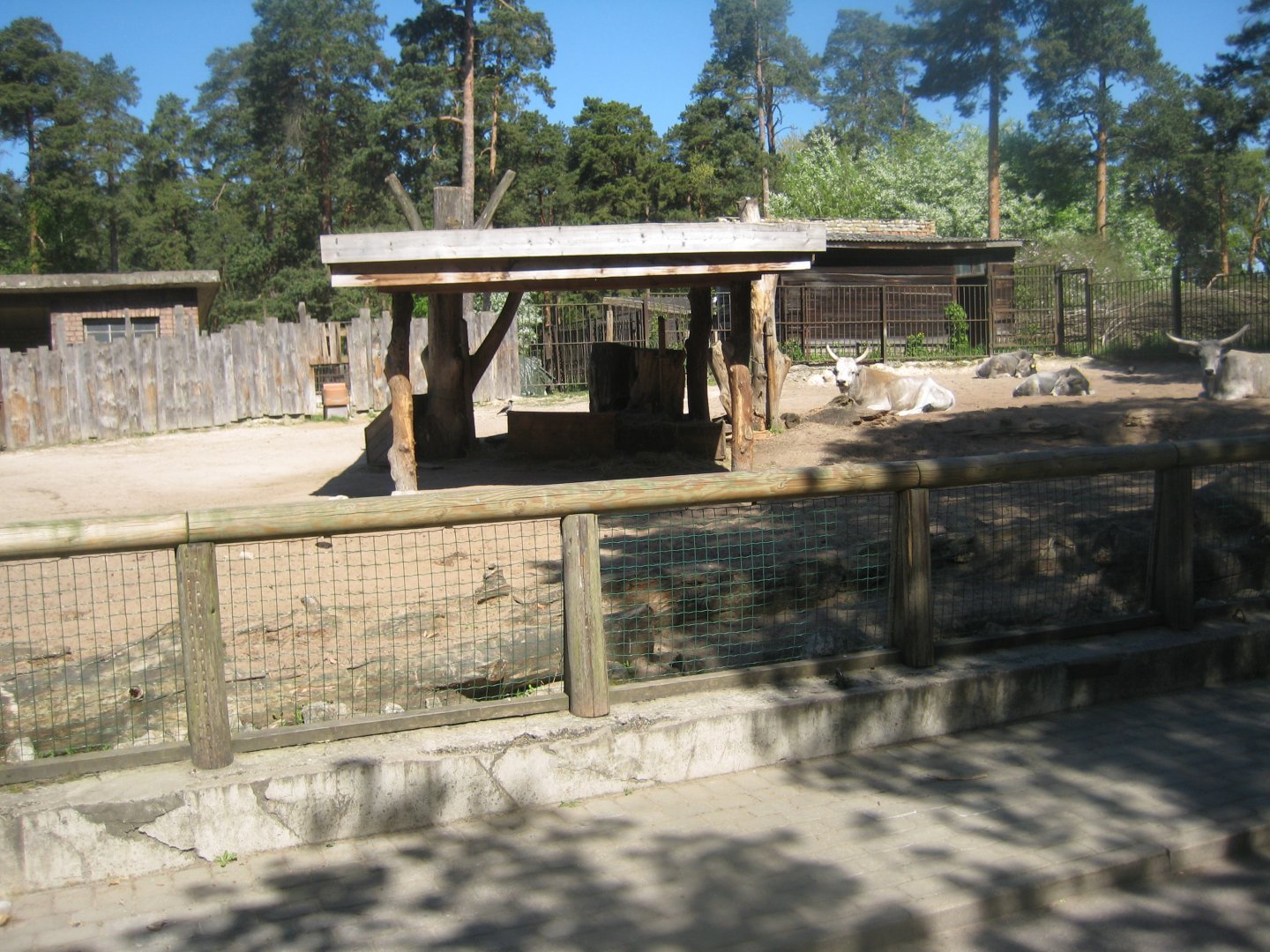 Riga Zoo - Cattle exhibit